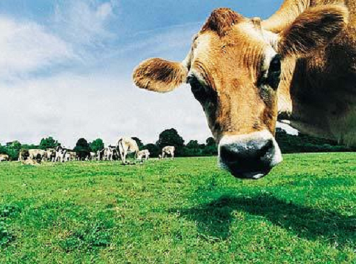 World Ideologies, as explained by references to Cows