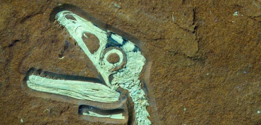 Unparalleled Preservation: Near-Perfect Young Dinosaur Fossil Found in Bavaria