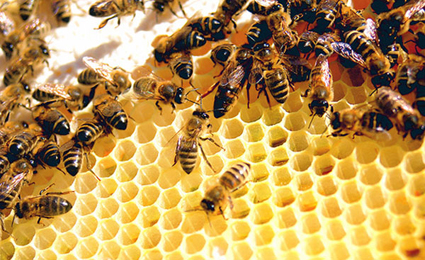 Bee’s Get GMO Treatment: Monsanto Buys Leading Bee Research Firm For Pollination Control