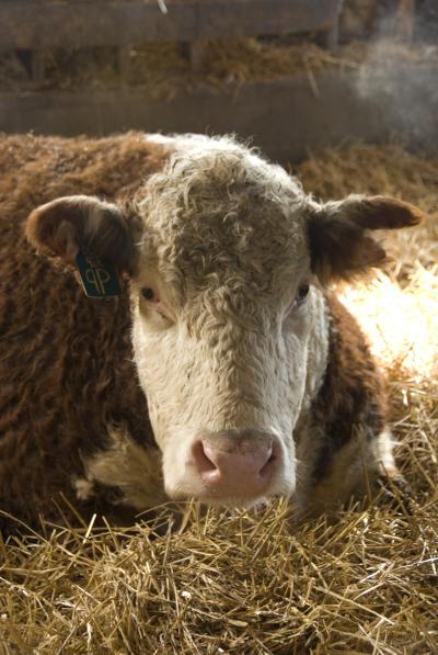 Michigan Announces Plan to Destroy Ranch Livestock & Arrest Farmers