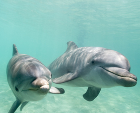 Dolphins at Sea ‘Greet’ Each Other