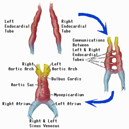Intelligent Energy: Thoughts And Feelings Matter