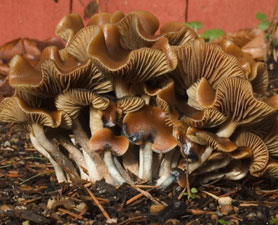Magic Mushrooms Could Treat Depression