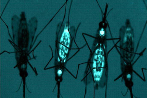 Genetically Engineered Mosquitoes released into the wild