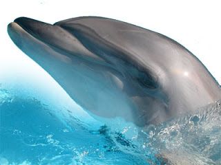 Dolphins May Be Math Geniuses